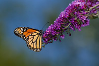 monarch on lavender