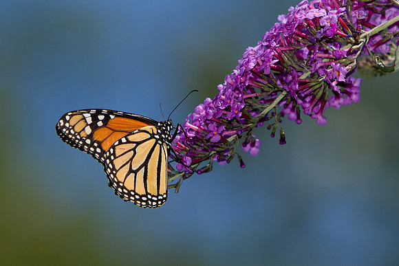 monarch on lavender