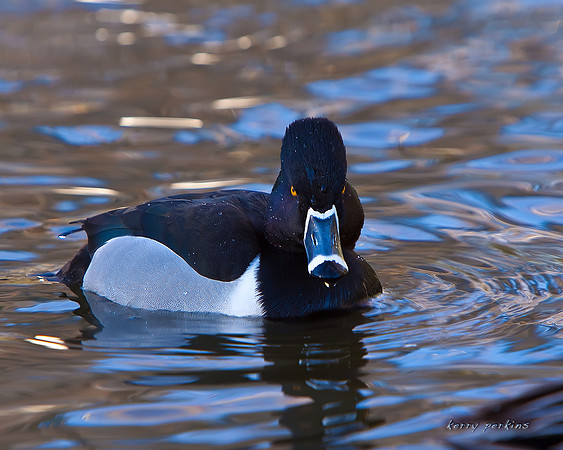 ring-necked duck