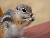 groundsquirrel05