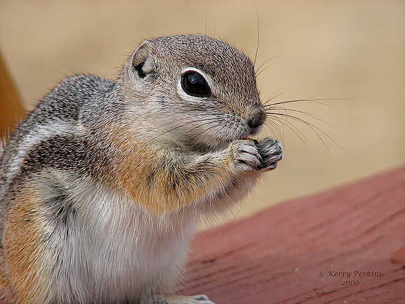groundsquirrel05