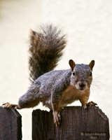 squirrel02b