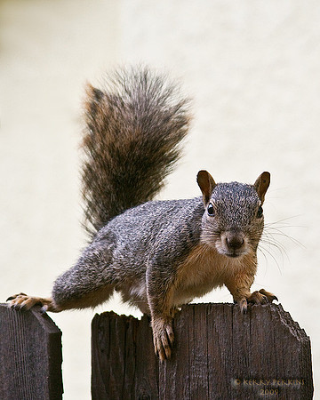 squirrel02b