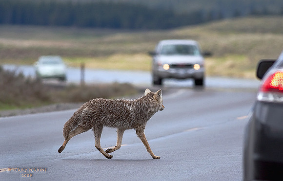 Coyote vs Man