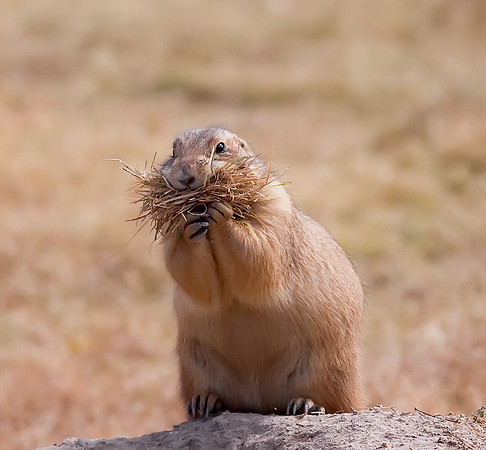 prairiedog01