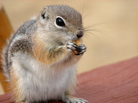 groundsquirrel04
