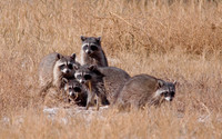 Raccoons