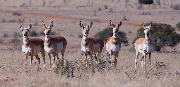 Pronghorn Antelope