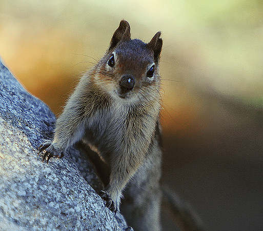 groundsquirrel02