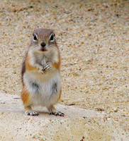 groundsquirrel06