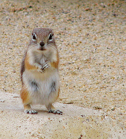 groundsquirrel06