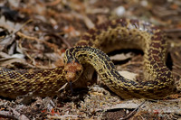 Gopher Snake
