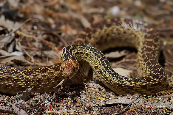 Gopher Snake