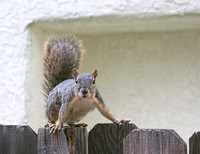 squirrel01b