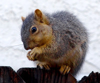 squirrel01