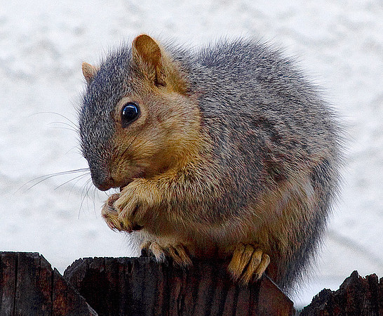 squirrel01