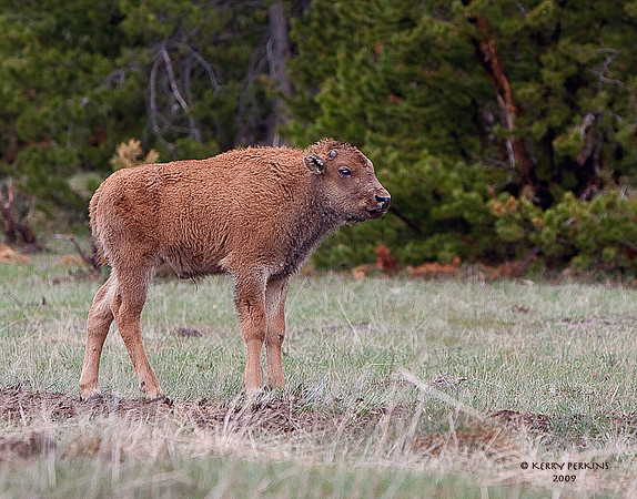Bison baby