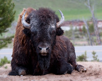Bison portrait