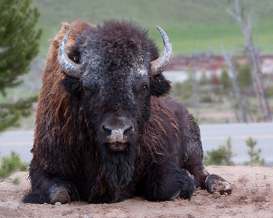 Bison portrait