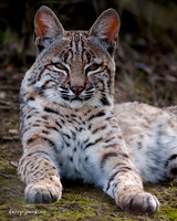 bobcat01