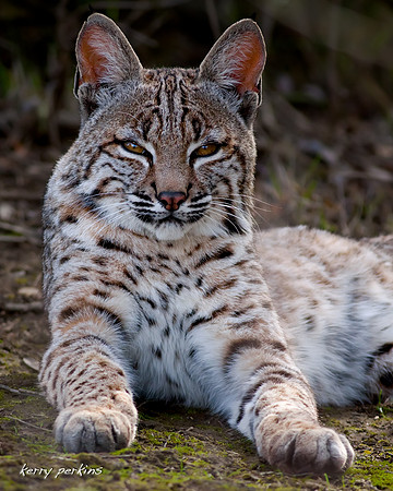 bobcat01