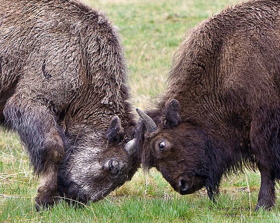 Bison play