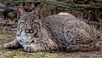 bobcat02