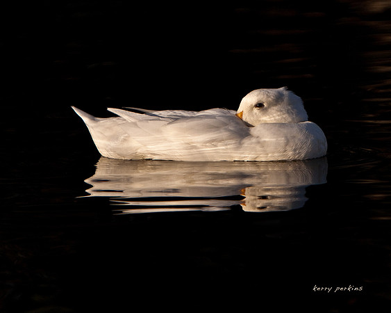white duck nap 2