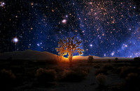 starry night