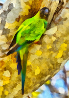 black-hooded parakeet