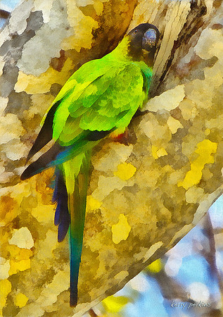 black-hooded parakeet