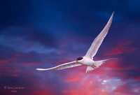 tern_sky01