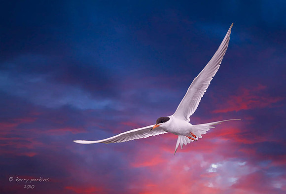 tern_sky01