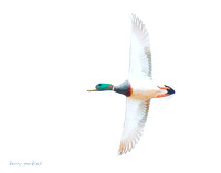 mallard high key