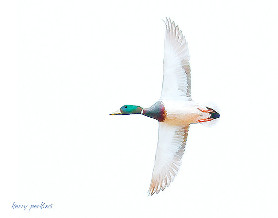 mallard high key