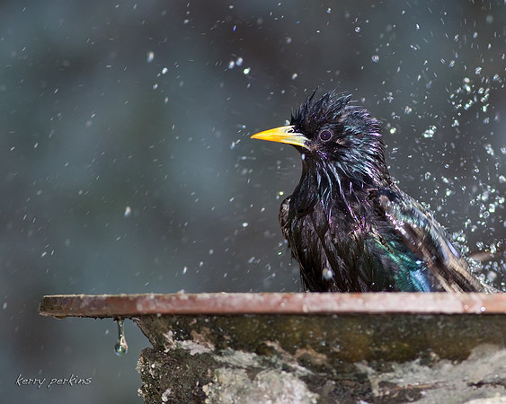 european starling