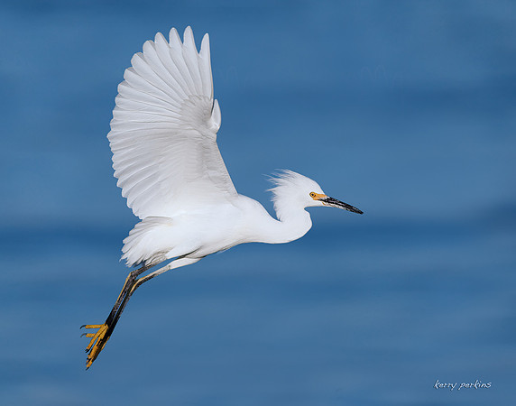 juvenile snowy egret
