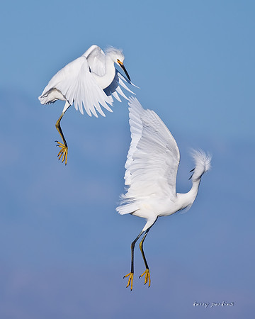 juvenile snowy egrets