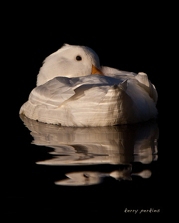 white duck nap 1