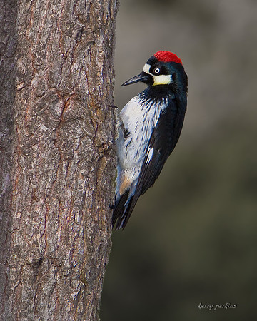 acorn woodpecker
