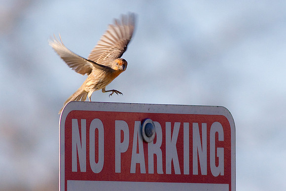 no_parking01