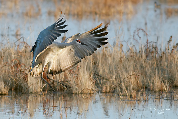 Sandhill Crane