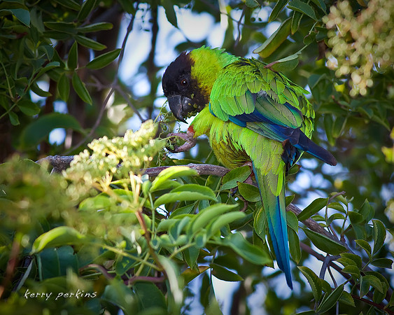 black-hooded parakeet