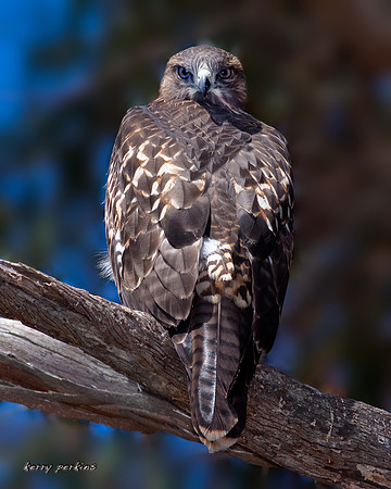 juvenile red-tailed hawk