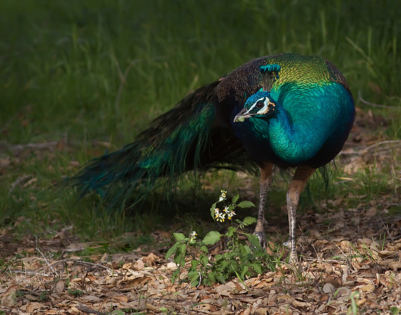 Indian Blue Peacock