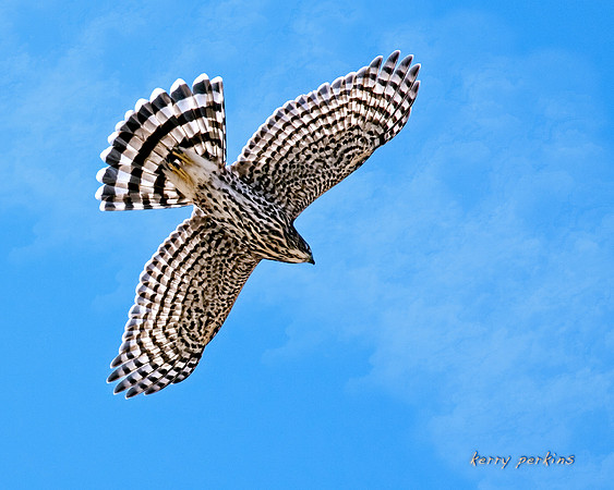 immature cooper's hawk