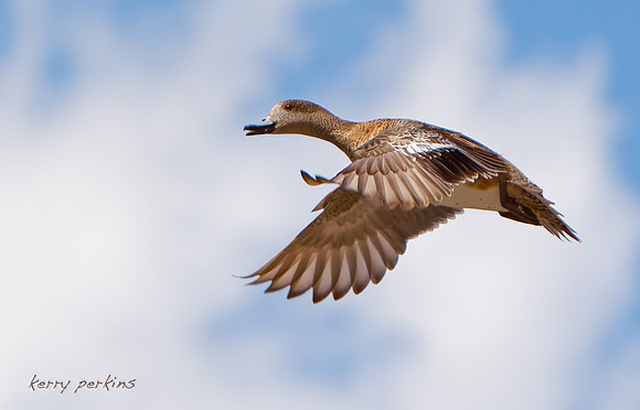 American Wigeon flight female