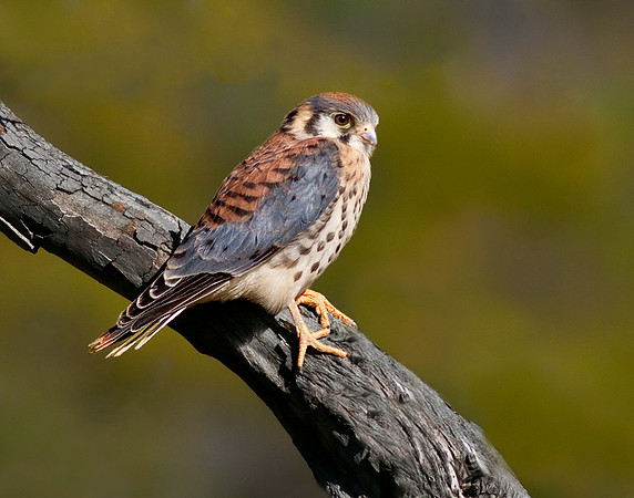 American Kestrel fledgling