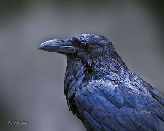 common raven