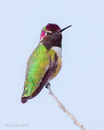 Anna's Hummingbird
